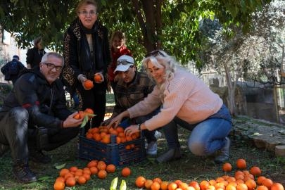 Büyükşehir turunçları reçele dönüştürüyor