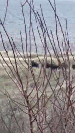 Elazığ’da domuz sürüsü görüntülendi