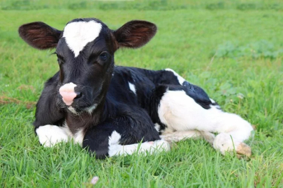 The number of large cattle decreased by 2.6 percent