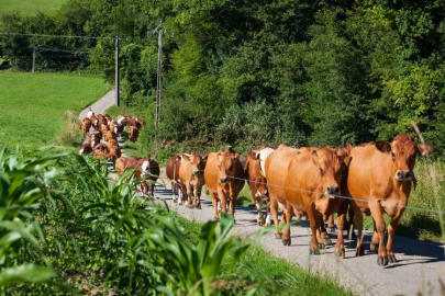 Kütahya Agriculture Fair will take place on May 9th