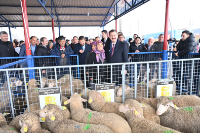 Balıkesir Büyükşehir, Sındırgı’da 550 damızlık dağıttı