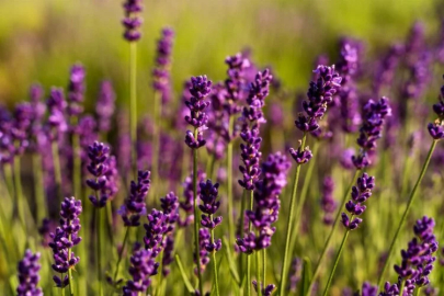 The members of Alaçatı Food Community gathered in the lavender field