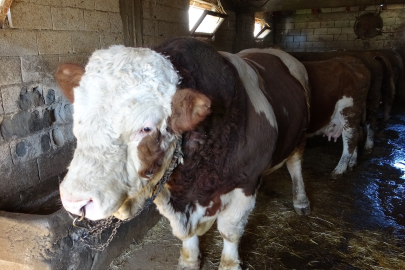 Depremzede hayvan yetiştiricileri üretimlerini sürdürüyor