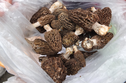 Kuzu göbeği mantarı altın ile yarışıyor