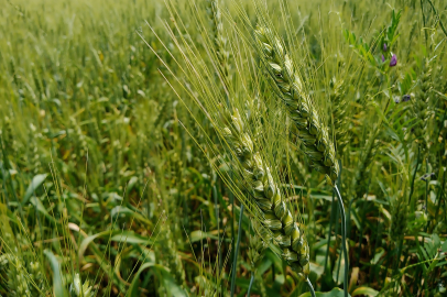 Buğdayda ’süne’ ile mücadele