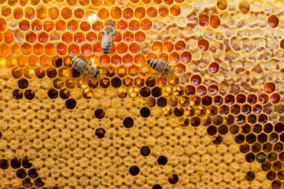 Beekeepers Producing Anzer Honey Hopeful for the New Season