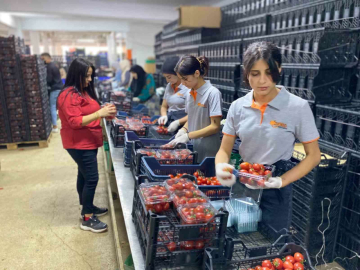Antalya Hali’nin yükünü kadınlar çekiyor