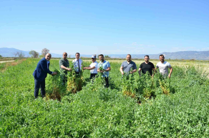 Denizli’de ara dönemde ekilen Pembe İnciden dekarda 6,8 ton yaş ot elde edildi