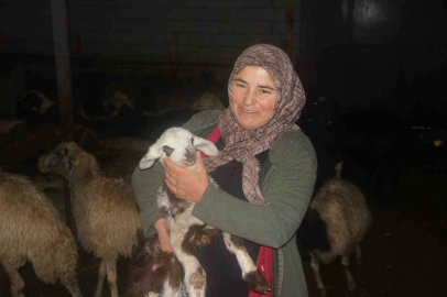 Erzincan’da devlet desteğiyle koyun varlığı artıyor
