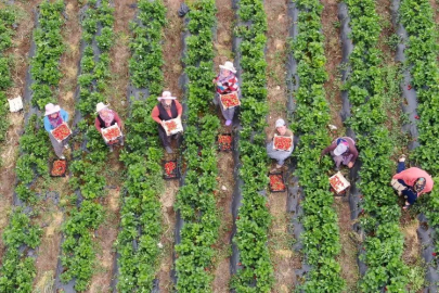 Strawberry Harvest in the Disaster City: Finding Buyers at 70 TL per Field
