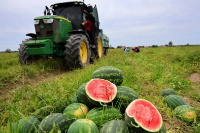 The early watermelon harvest has begun in Adana
