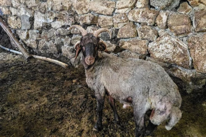 A four-horned ram became the leader of the barn
