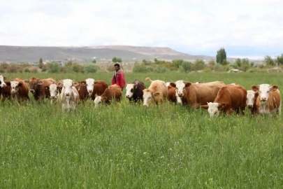The 600-acre metropolitan municipality-designated pasture is now green