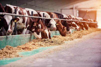 Beylikova Livestock Farming Specialized Organized Industrial Zone (OSB) was evaluated