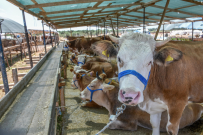 Kepez’in kurban pazarında satışlar başladı