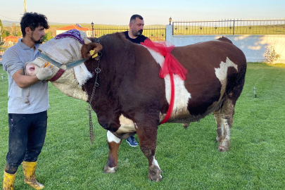 Yozgat’ta “Şampiyon” isimli boğa 230 bin liradan satışa çıktı