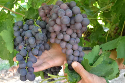 In Antalya, a 100% grape harvest is expected this year