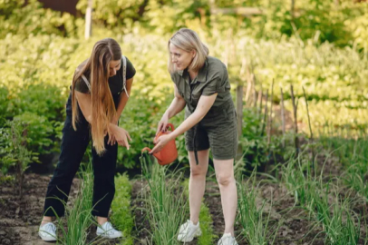 Olive training for female farmers