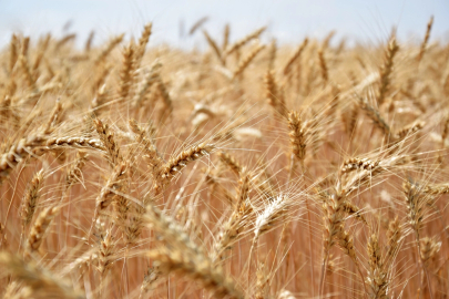 FAO, buğday ve mısır üretiminde 2026 tahminlerini güncelledi
