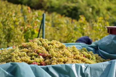 Grape harvest is ongoing in Sarıgöl