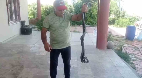 Batman’da düğünde gelin ve damada ’yılan şovu’ sürprizi