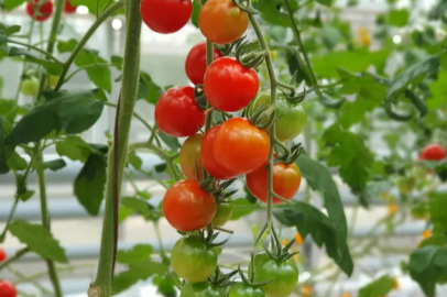 The university's tomato virus project has been approved for support