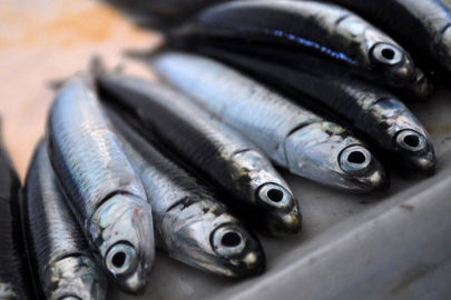 Hamsi avcılığına kota getirildi