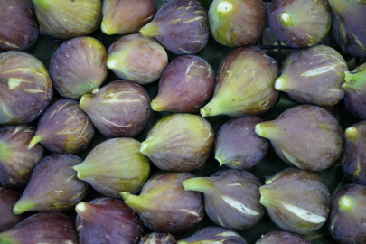 Mor patlıcan incirinde hasat