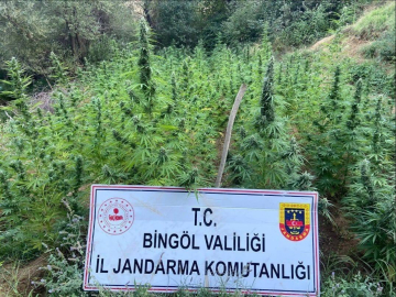 Bingöl’de 225 kök kenevir ele geçirildi