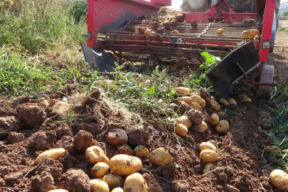 Patates üreticileri, tarla satış fiyatını düşük buldu