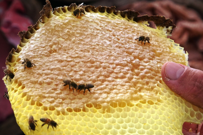 Van’da Verimli Bal Hasadı: 2 Bin Ton Üretim Bekleniyor
