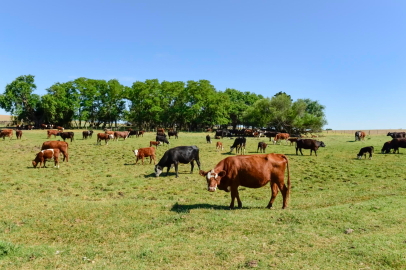 Düzce’de Yeni Hayvancılık Destekleme Modeli Tanıtıldı