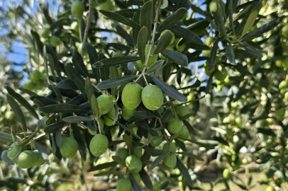 Zeytin Üretim Maliyeti 2024’te Yüzde 23 Arttı