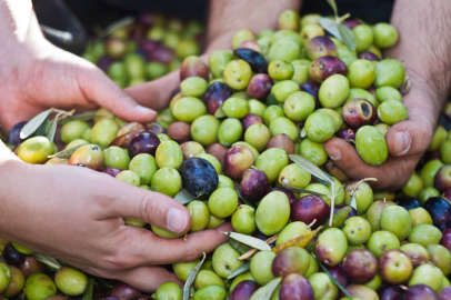 Başkan'dan Üreticilere Uyarı: Zeytin Hasadı İçin Acele Etmeyin