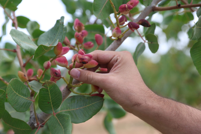 Pistachios Will Be Known as "Toros Fıstığı"