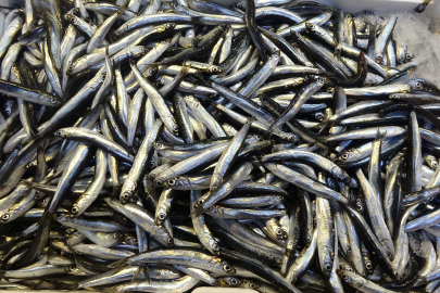 Anchovy Exports Surpass Bonito