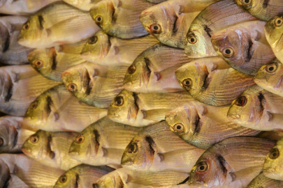 Turkish Sea Bream Gains Value as Greek Production Falls