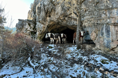 Üniversite Mezunu Çiftçinin Mağduriyeti: Ahır Yıkımı Dramı