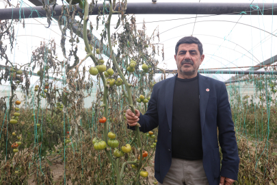 Hatay’da Dondurucu Soğuk Seraları Vurdu: Çiftçiler Zarar Gördü