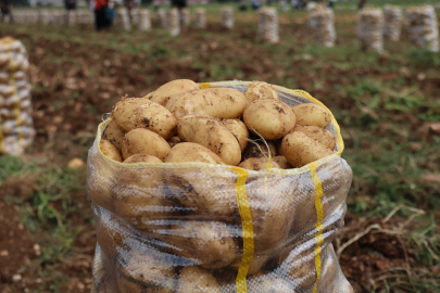 Yurt dışından gelen 2 bin tondan fazla patates virüslü çıktı