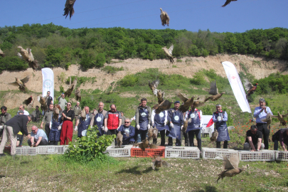 Ordu'da kokarcaya karşı sülün