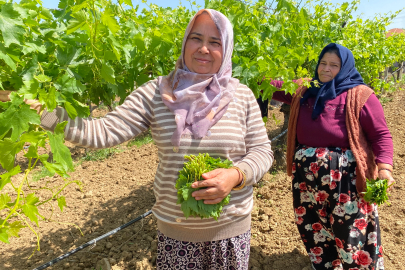 Yaprağı meyvesinden daha çok kazandırıyor