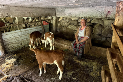 Artvin'de bir inek dördüz doğurdu, aile büyük sevinç yaşadı