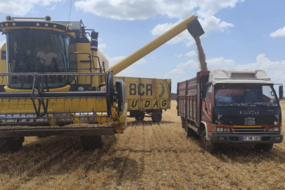 Mardin'de yılın ilk buğdayı tonu 17 bin liradan satıldı