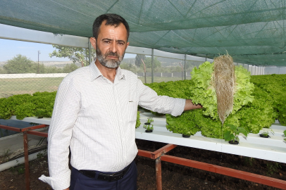 70 günde yetişen marulu topraksız tarımla 30 günde üretiyor