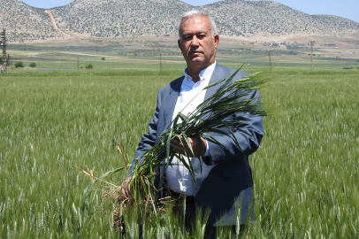 Araban buğdayı çiftçinin yüzünü güldürüyor