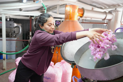 Küresel ısınma ve don gül üretimini vurdu, rekolte yarı yarıya düştü