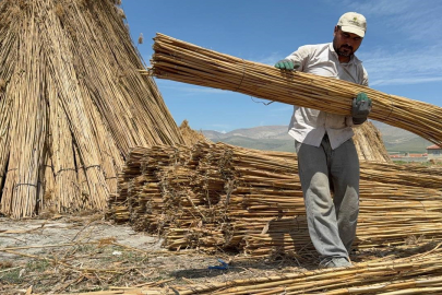 Eber Gölü'nde kamış hasadı başladı