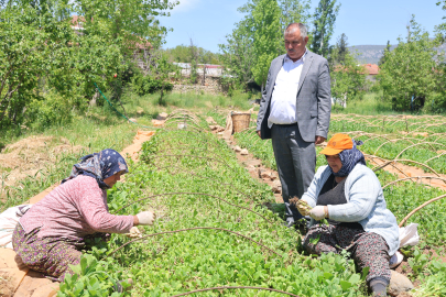 Tütün üreticileri fidelerini toprakla buluşturdu