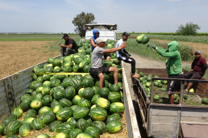 Mersin'de karpuz hasadı başladı